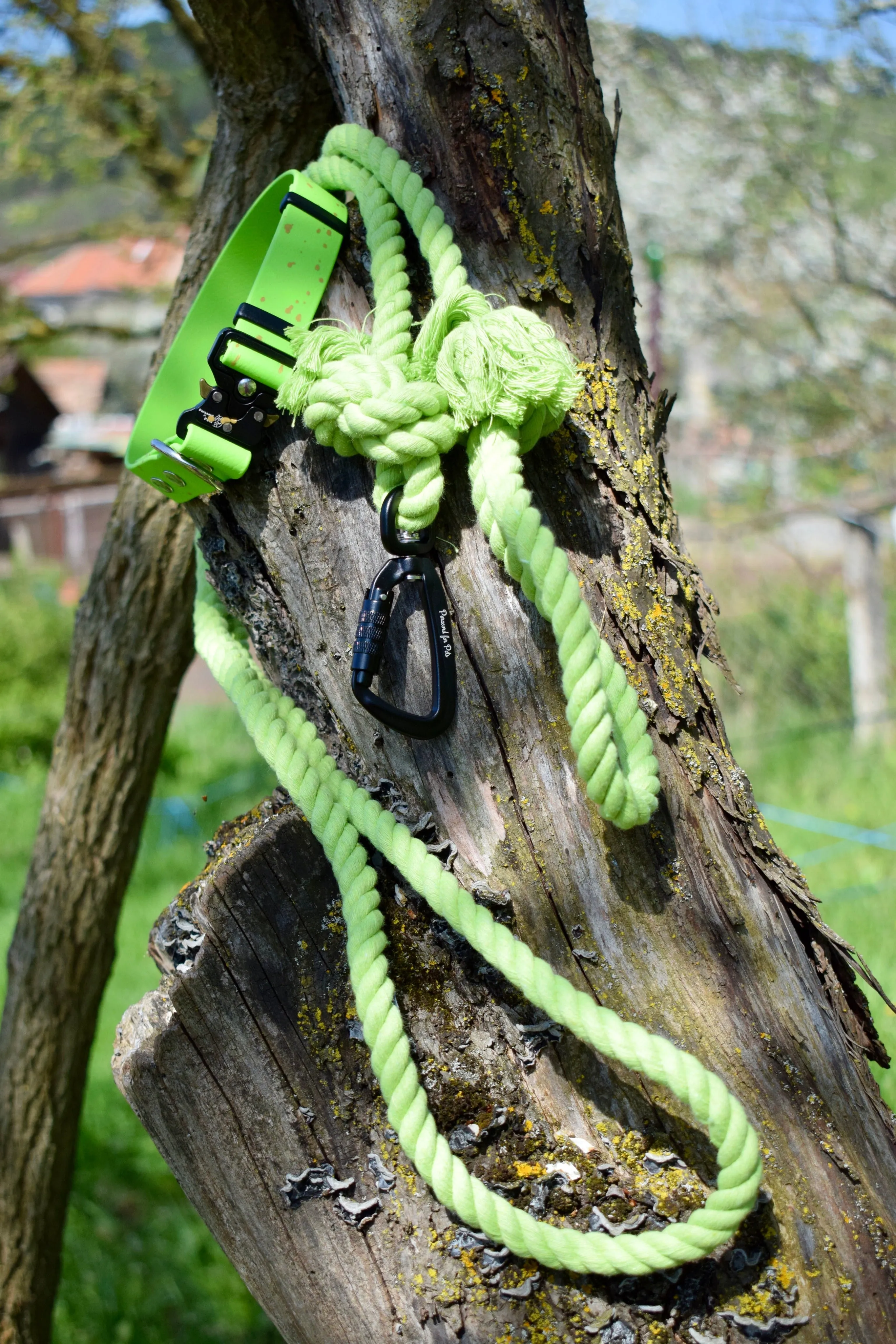 Cotton set: collar   leash